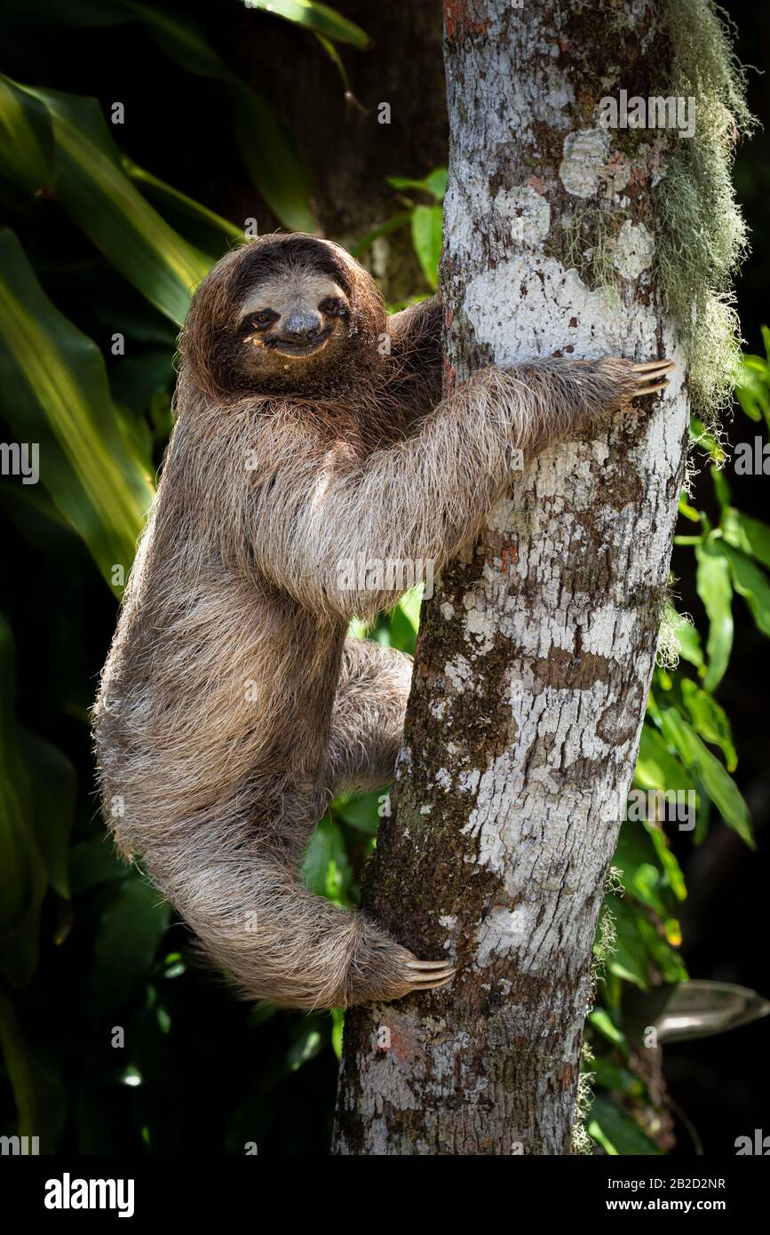 Brown-throated three-toed sloth young one climbing a tree Stock Photo