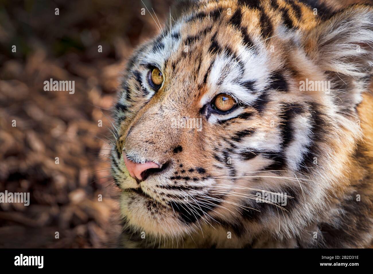 Male Amur (Siberian) tiger cub Stock Photo