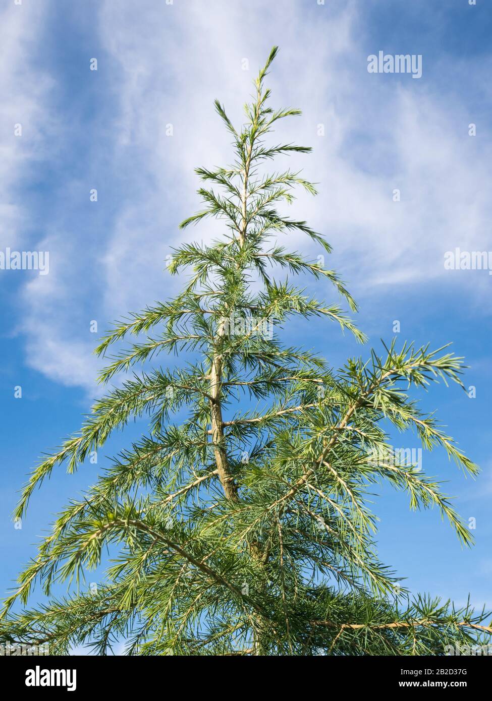 Top of Deodar Cedar (Cedrus deodara) or Himalayan cedar in an urban garden Stock Photo