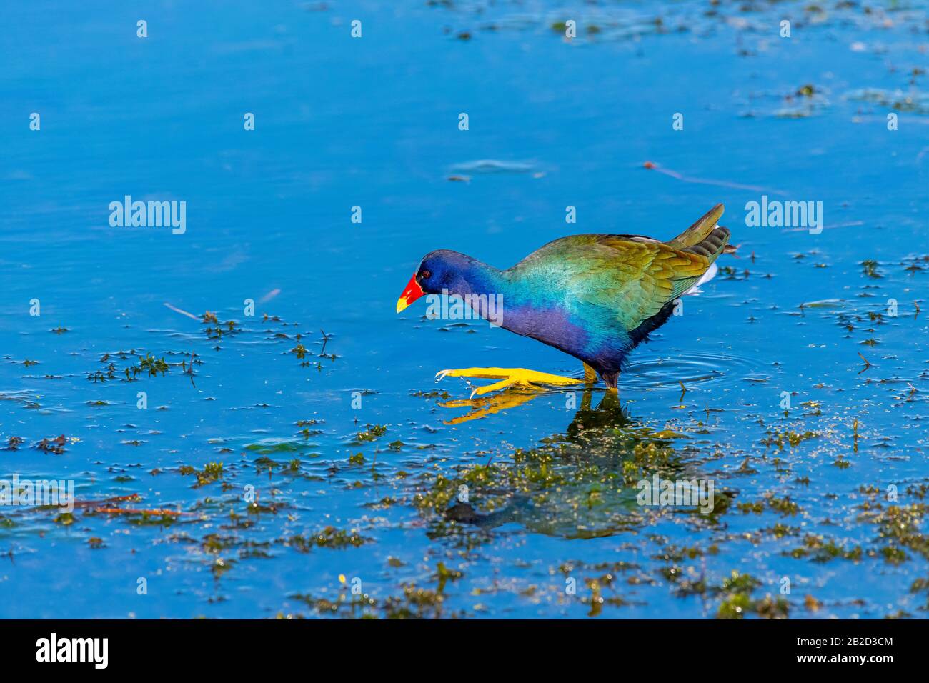 Purple Gallinule (Porphyrio martinica) wading in the water of Orlando Wetlands Park, Florida, USA. Stock Photo