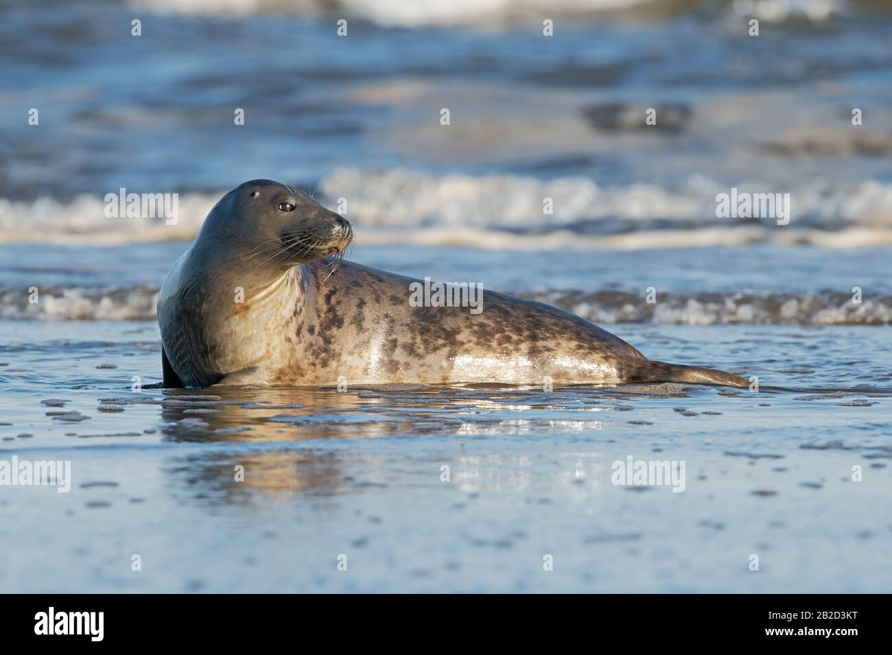 Harbor Seal (Phoca vitulina) at the edge of the ocean Stock Photo