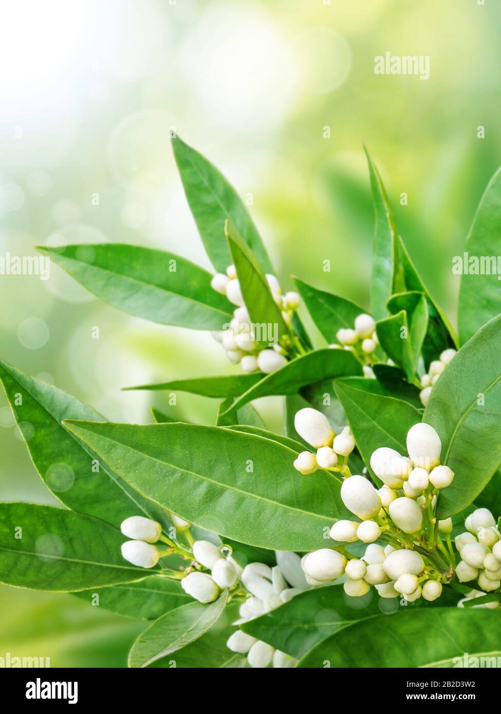 Orange flowers on the spring blurred garden vertical background. Neroli blossom. White buds and green leaves. Stock Photo