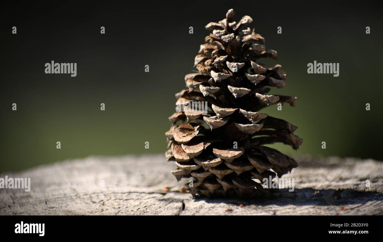 Pine cone on a stump Stock Photo