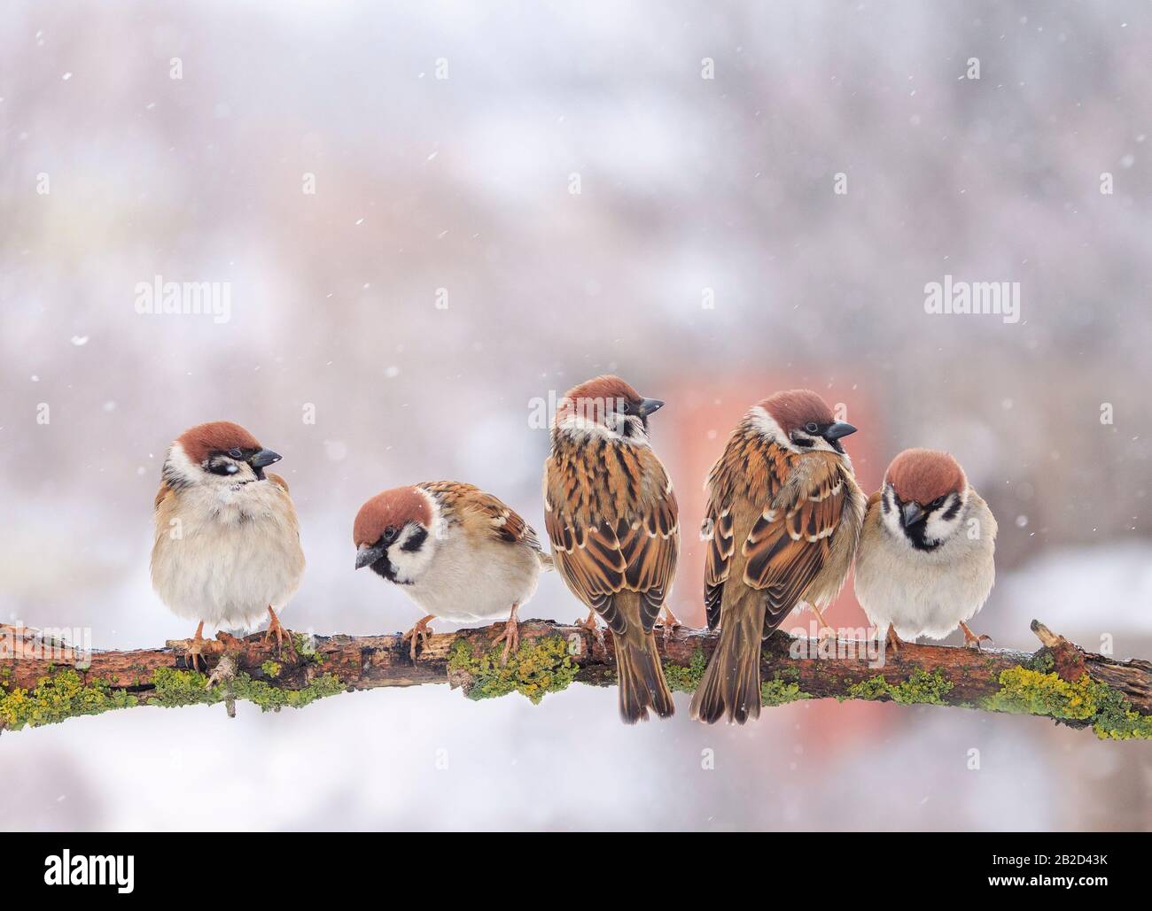 many funny little birds sparrows are sitting on a tree branch in winter ...