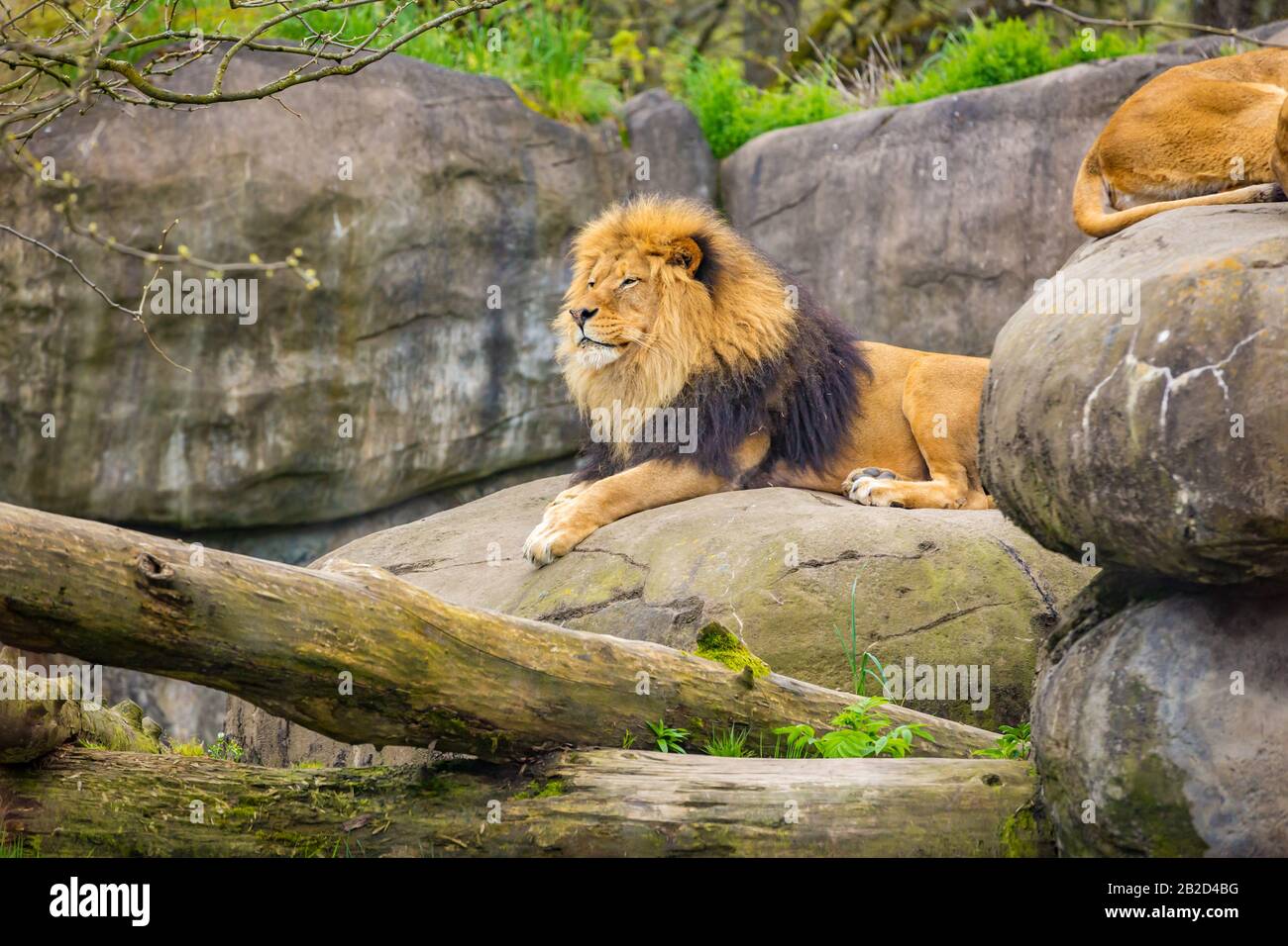 Male lion lies on hi-res stock photography and images - Alamy