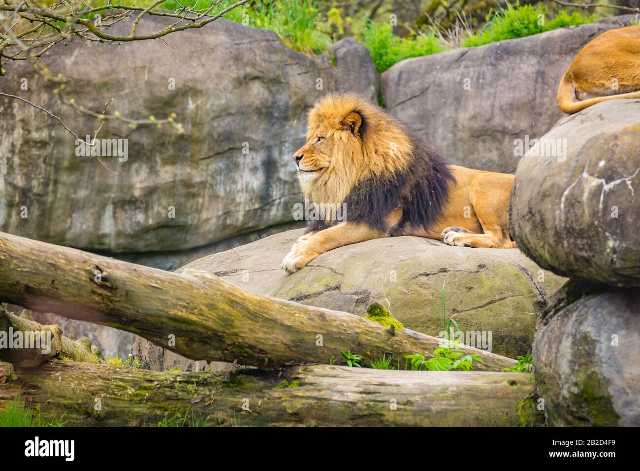 Male lion lies on hi-res stock photography and images - Alamy