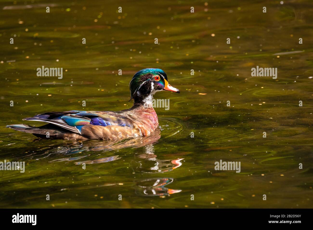 Male wood duck in water, with distinctive multicolored iridescent plumage and red eyes Stock Photo