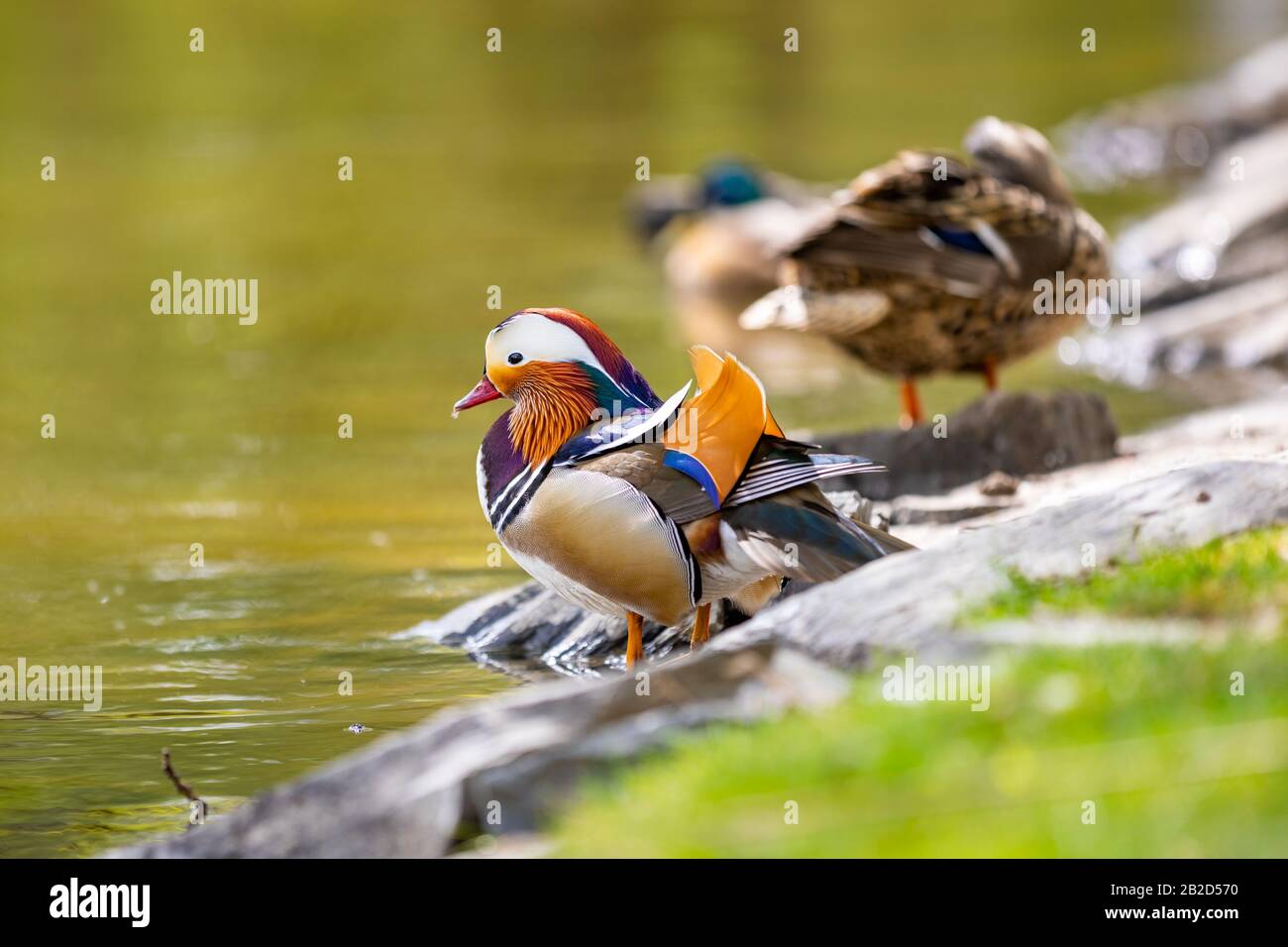 Closeup male mandarin duck or Aix galericulata before swimming in ...