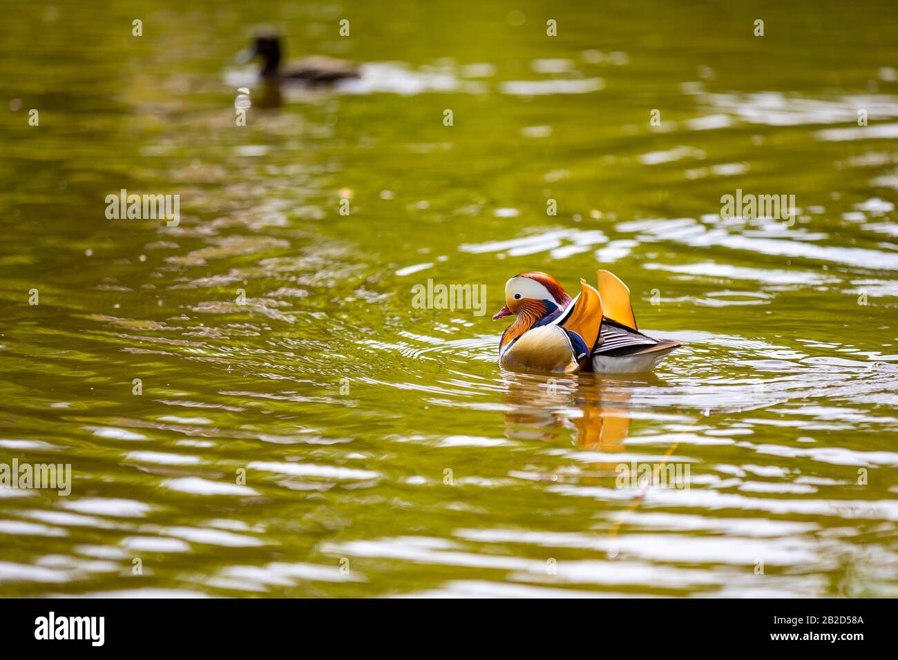 Closeup male mandarin duck or Aix galericulata swimming in Prague Stock ...