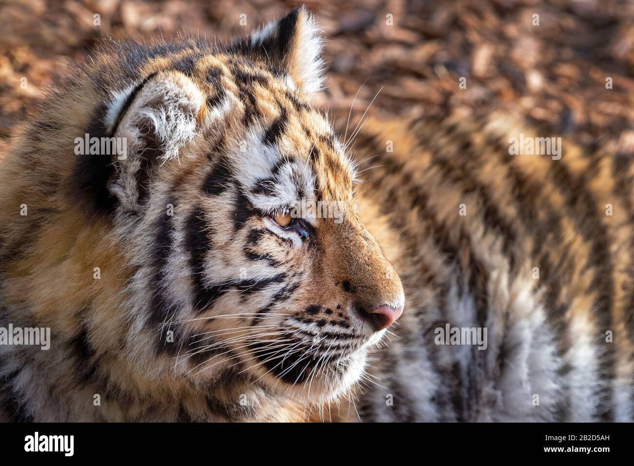 Male Amur (Siberian) tiger cub Stock Photo