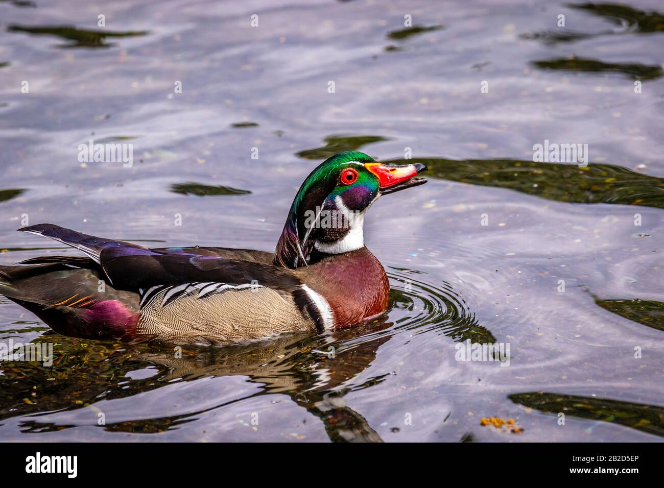 Male wood duck in water, with distinctive multicolored iridescent plumage and red eyes Stock Photo