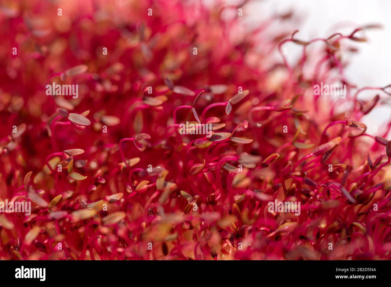 Macro red amaranth microgreens grown indoors in soil. Fresh natural organic product Stock Photo