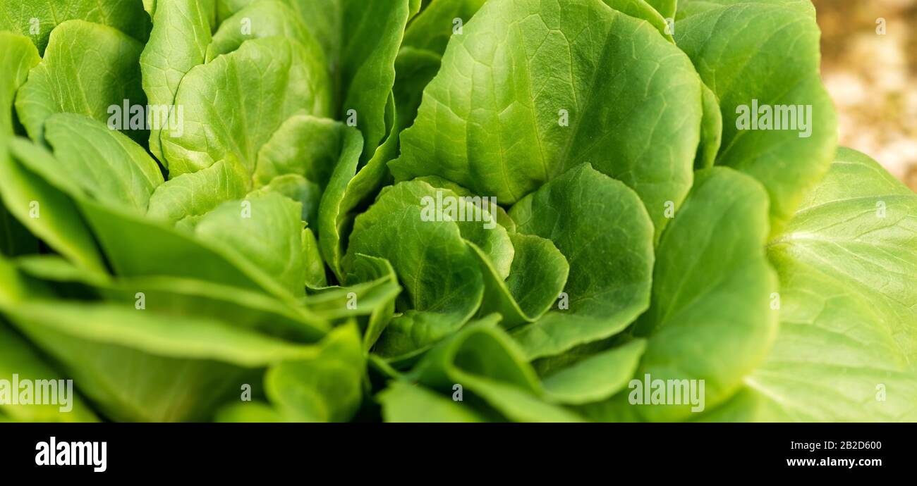 Corn salad, green lettuce leaves background. Valerianella locusta, Rapunzel plant food photo. Fresh natural organic product Stock Photo