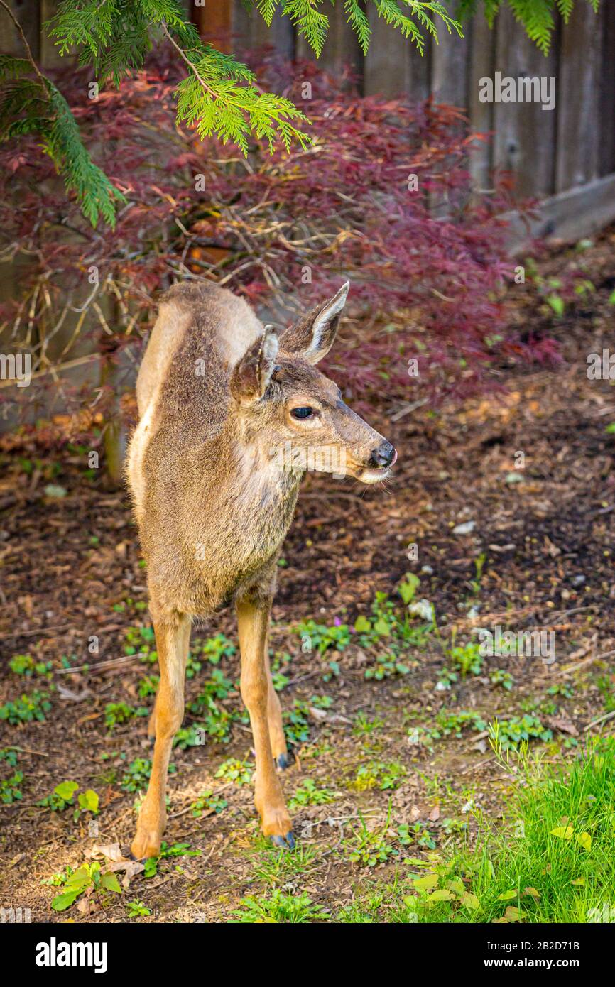 Wild mule deer strides in suburban backyard Stock Photo - Alamy