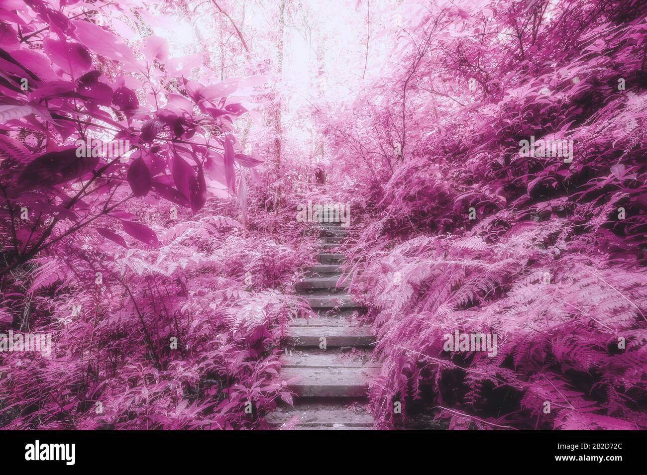 Surreal Colors Of Fantasy Landscape At Mystical Tropical Mossy Forest With Amazing Jungle Plants Concept For Mysterious Nature And Fairy Tale Trekki Stock Photo Alamy