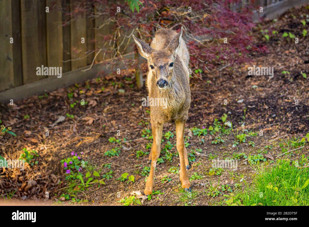 Wild mule deer strides in suburban backyard Stock Photo - Alamy
