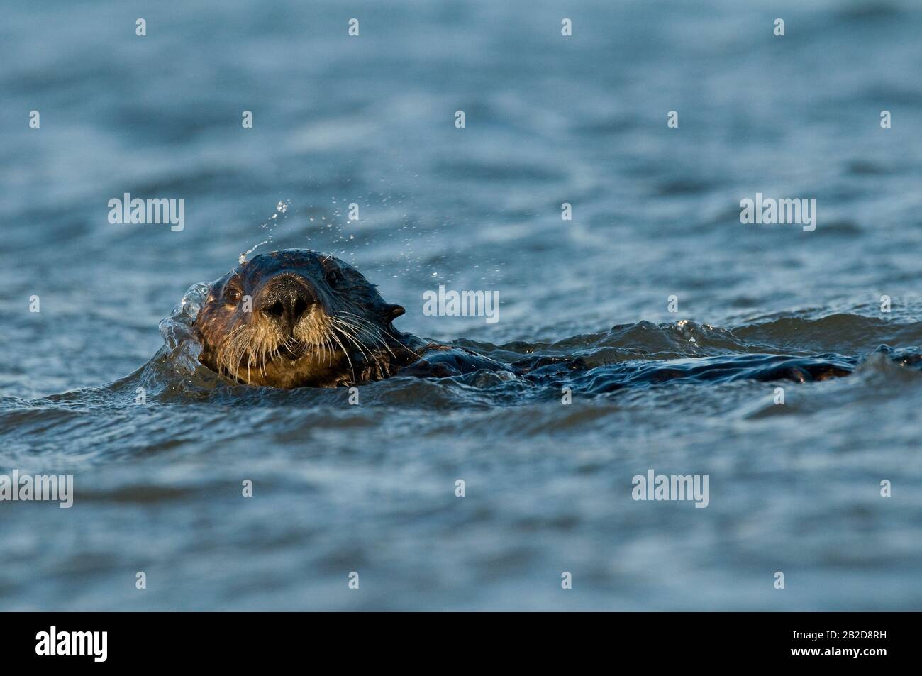 Sea Otter (Enhydra lutris), California coast, Pacific, by Dominique Braud/Dembinsky Photo Assoc Stock Photo