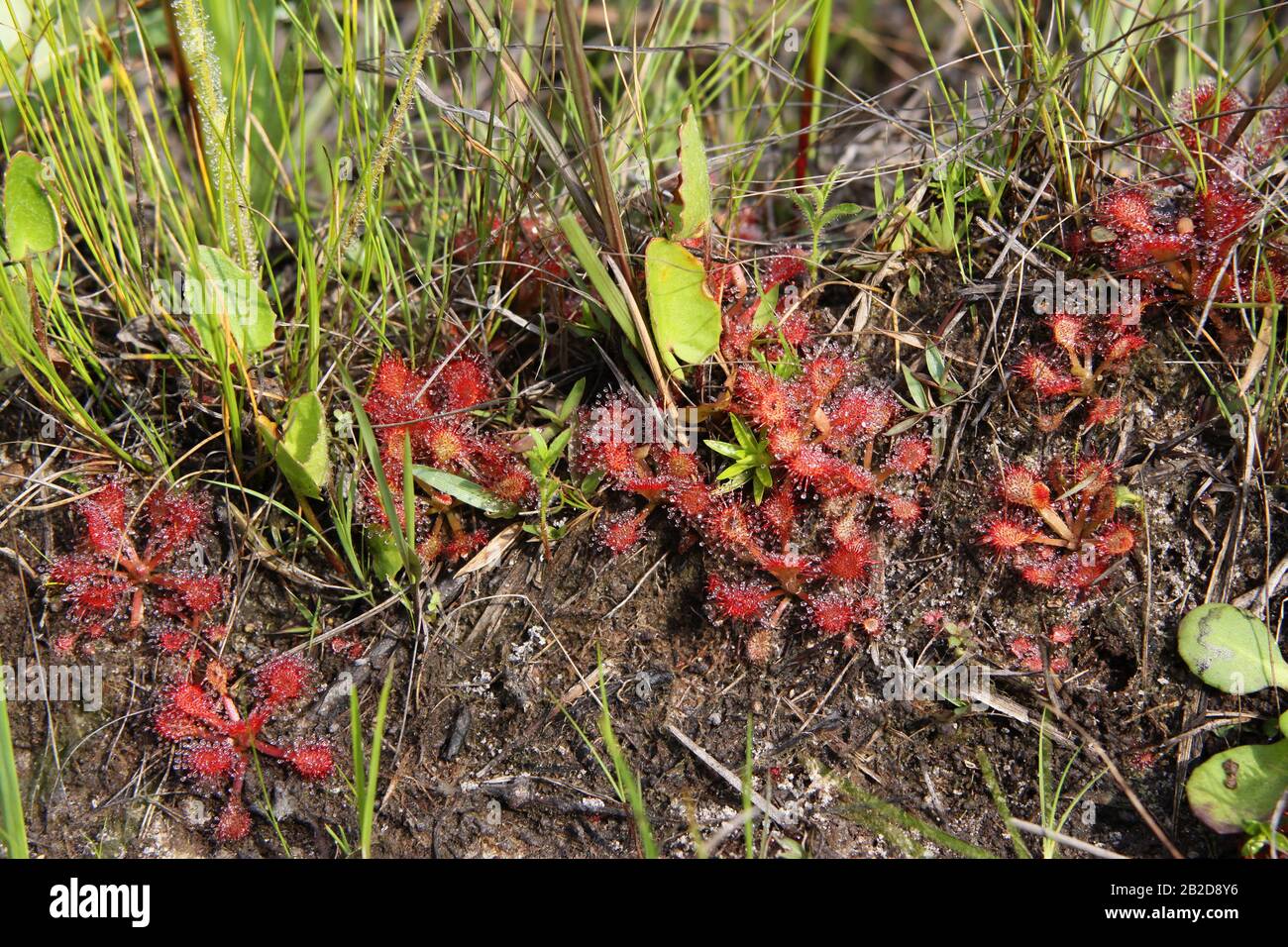 Pink Sundew (Drosera capillars) growing in seepage bog, Gulf Coastal Plain, SE USA, by Dembinsky Photo Assoc Stock Photo