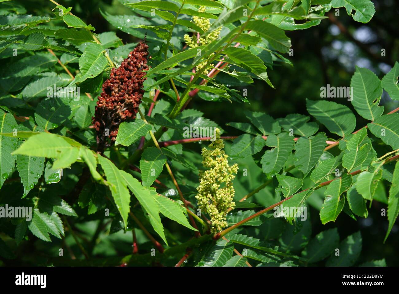 Staghorn Sumac (Rhus typhina), flowering and in seed, Eastern USA, by Dembinsky Photo Assoc Stock Photo