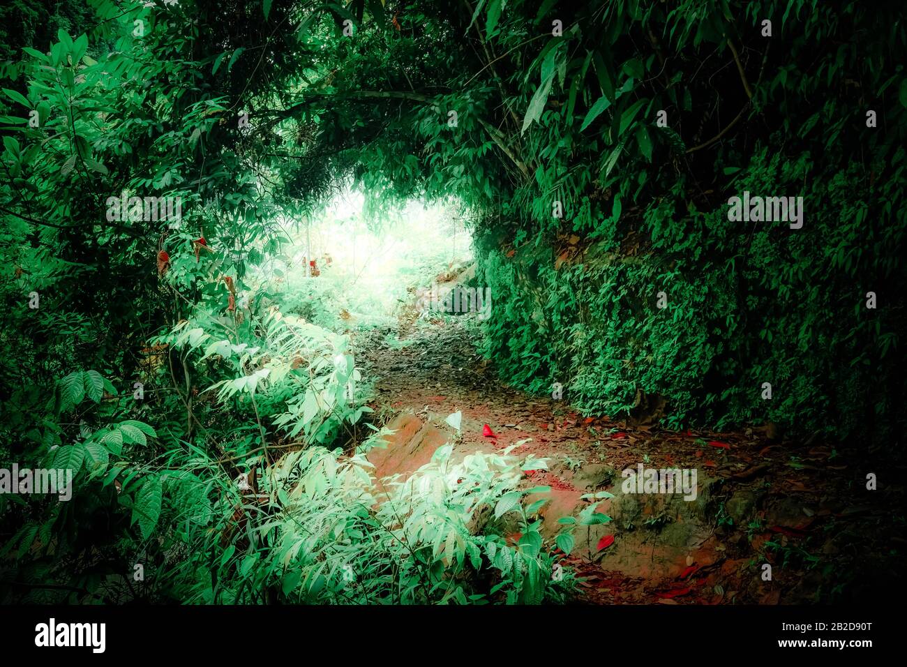 Fantasy landscape of tropical jungle forest with tunnel and path way through lush Stock Photo