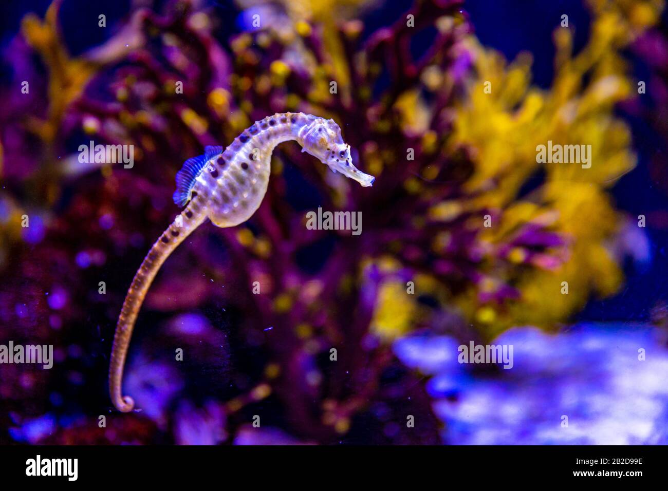 Potbelly Seahorse in Aquarium tank, with purple coral reef in background Stock Photo