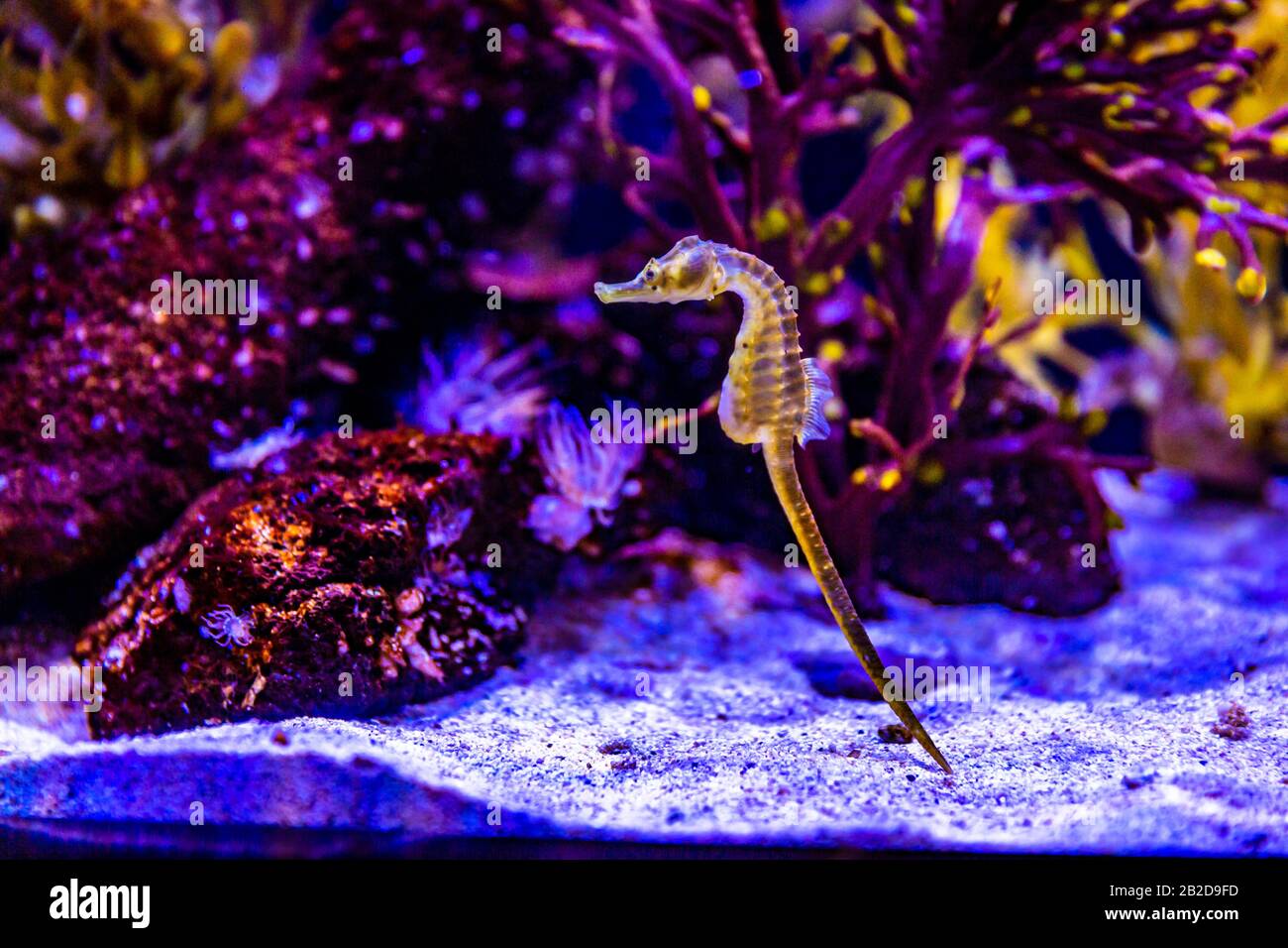 Potbelly Seahorse in Aquarium tank, with purple coral reef in background Stock Photo