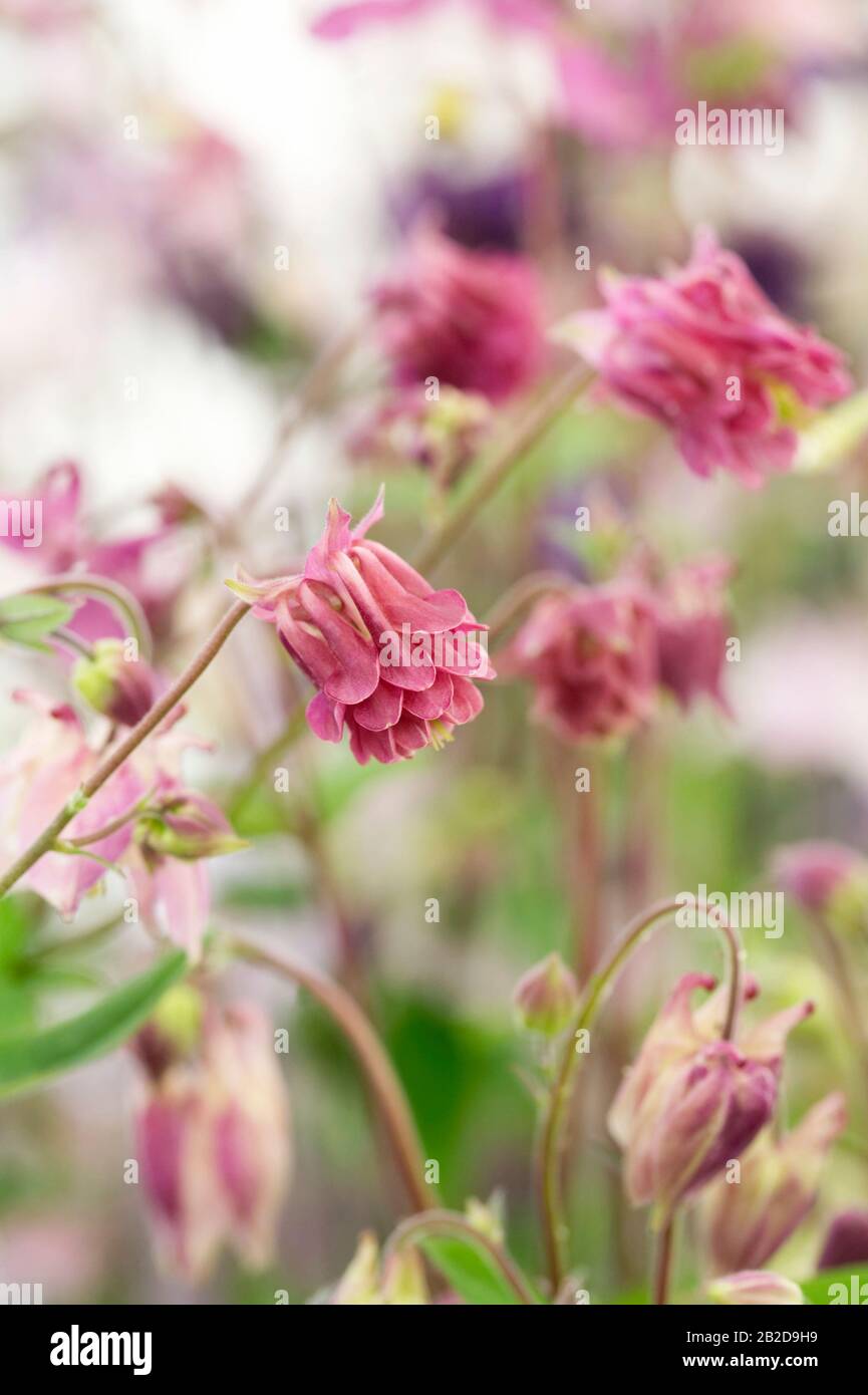 Aquilegia vulgaris flowers Stock Photo