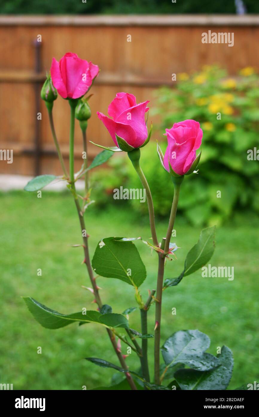 three bud beautiful pink roses after rain in the domestic garden Stock Photo