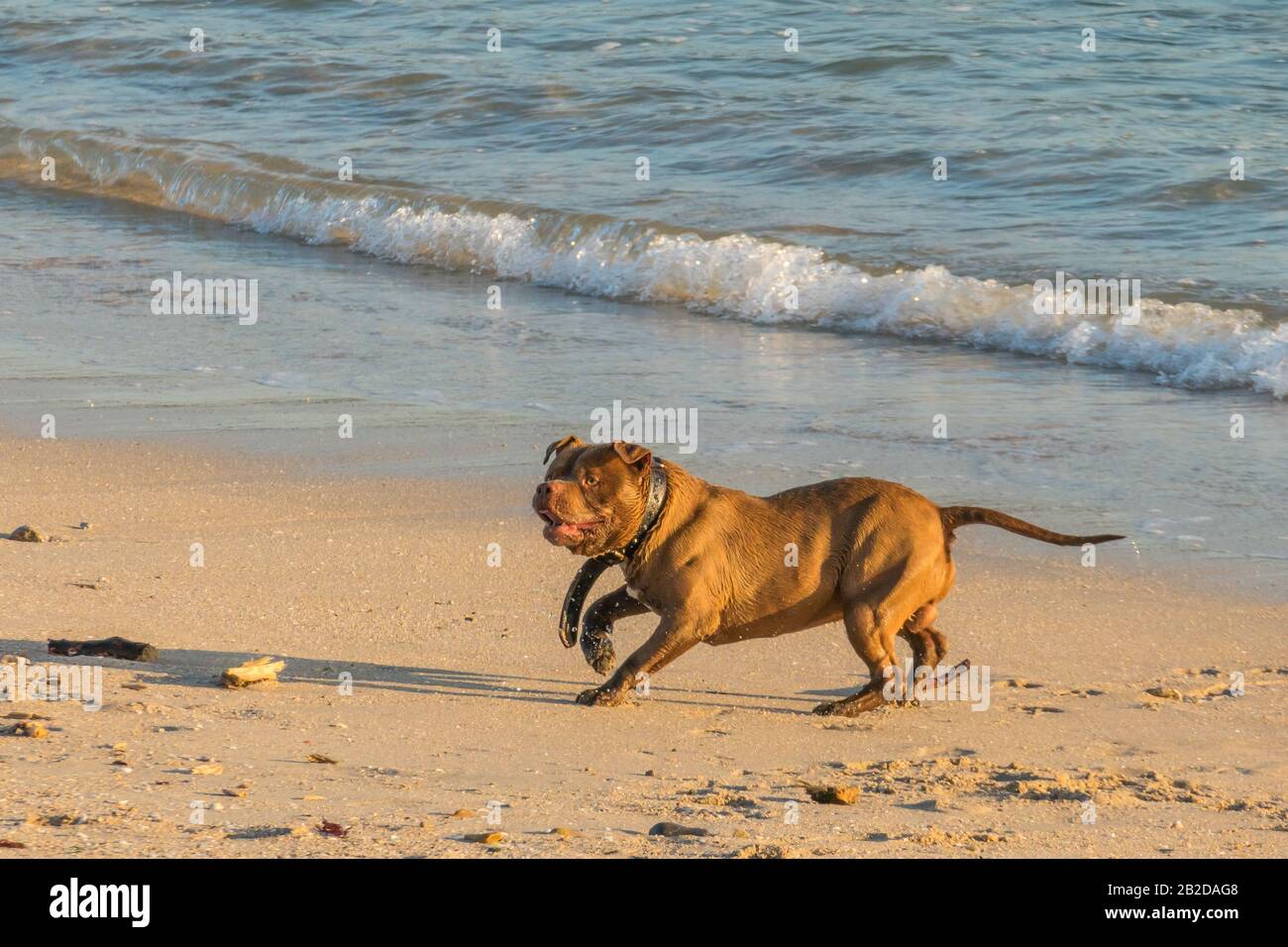 Dog playing on beach sunset hi-res stock photography and images - Alamy