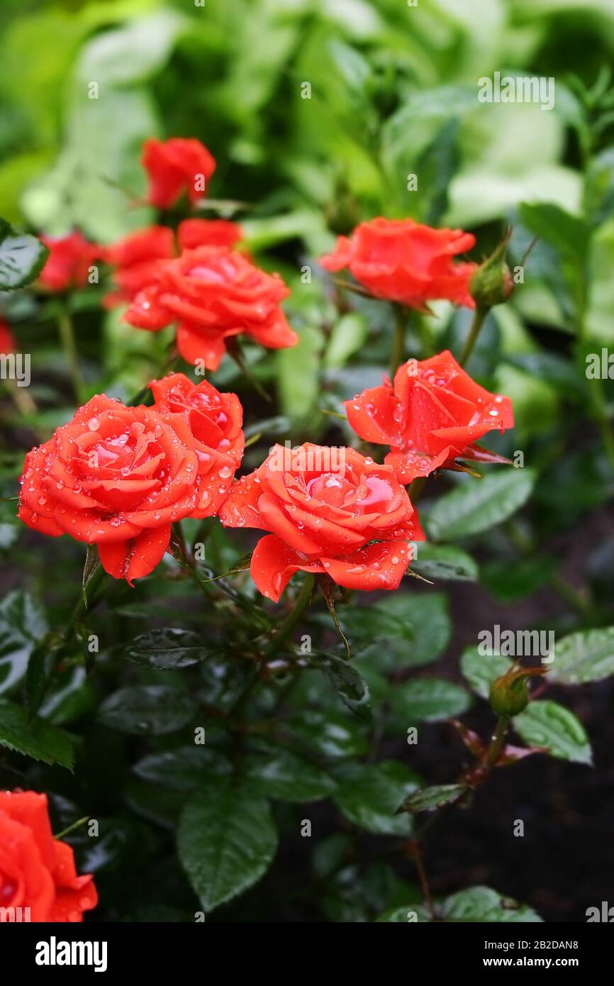 Red roses after rain in the garden on a green background. The beautiful bush on the flower bed. Backdrop for a card or screen Stock Photo