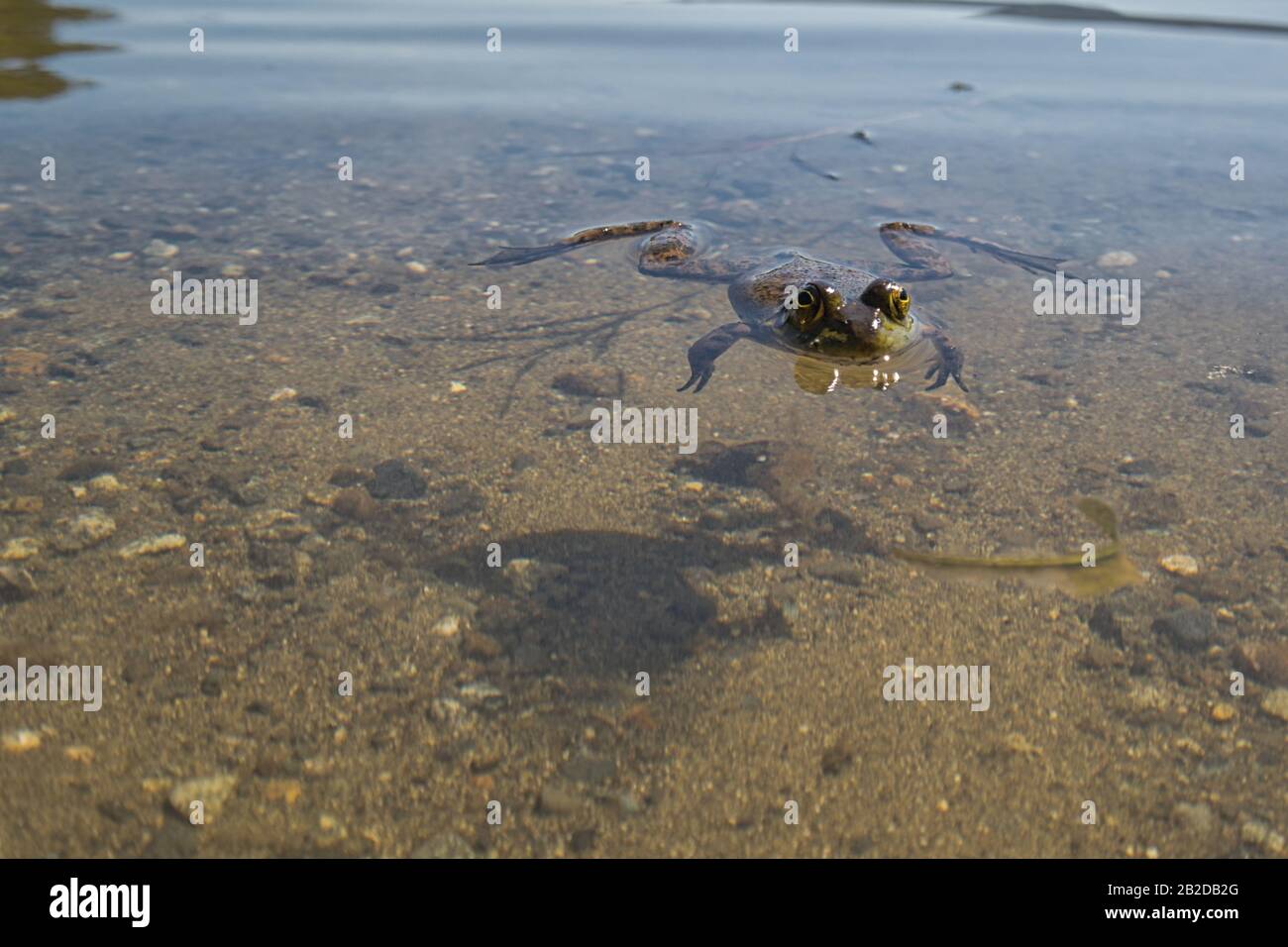 View of Sproat Lake provincial park during the summer season, frog in