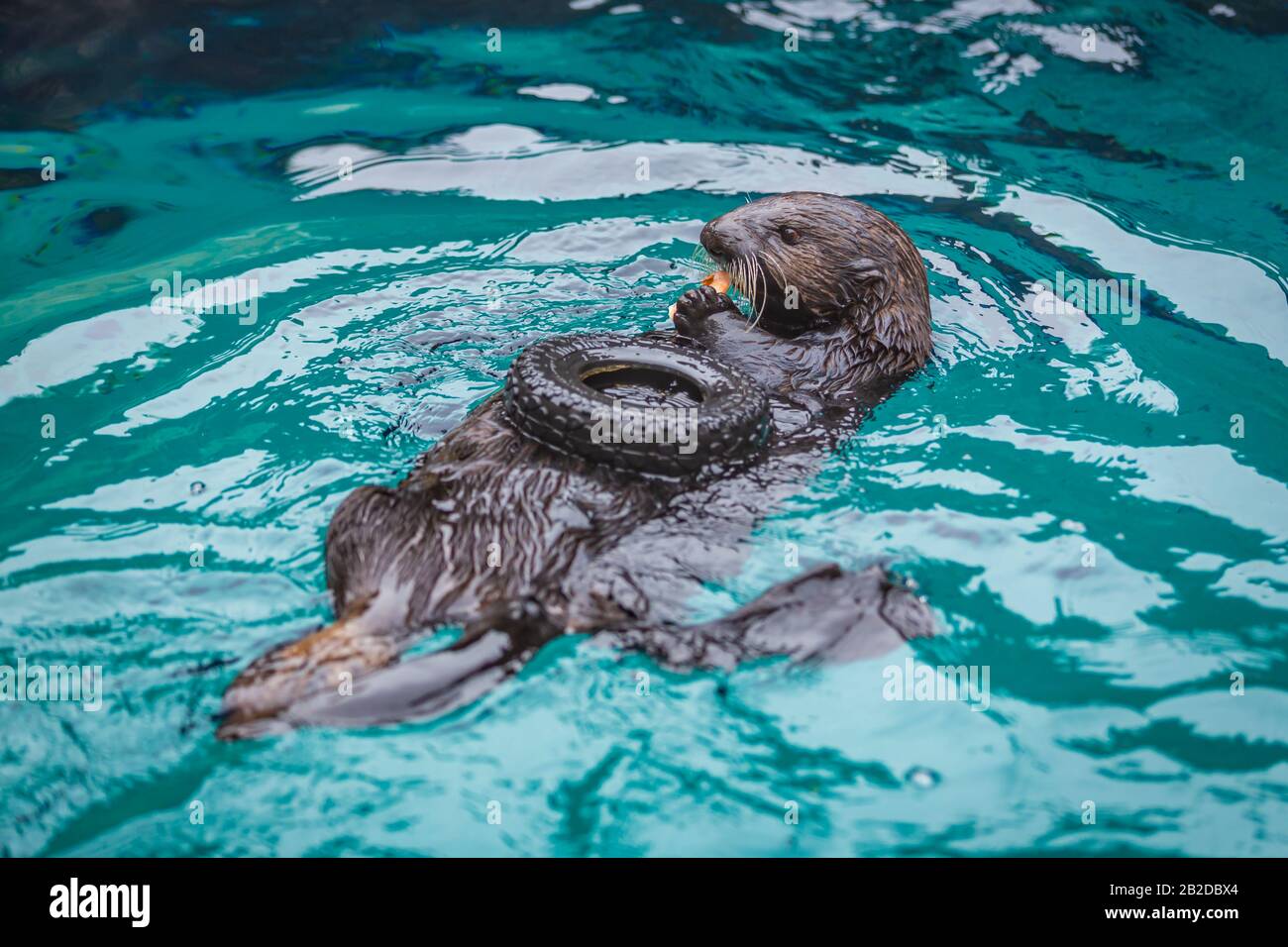 Feeding time for Sea otter at Oregon zoo Stock Photo