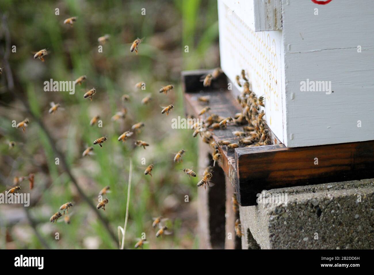 Honey bees coming in from collecting pollen and nectar hires stock