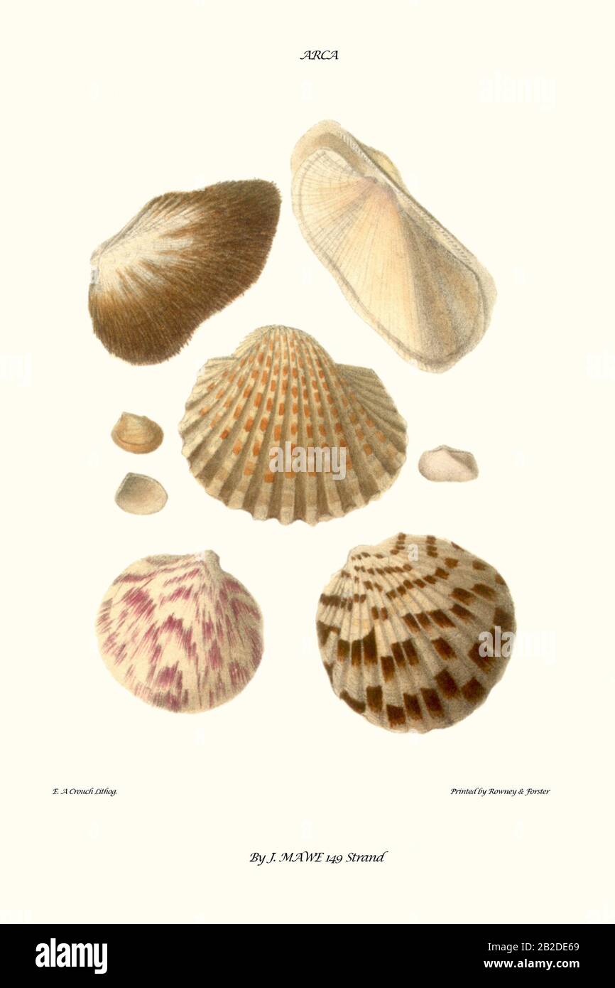 ark shells Stock Photo