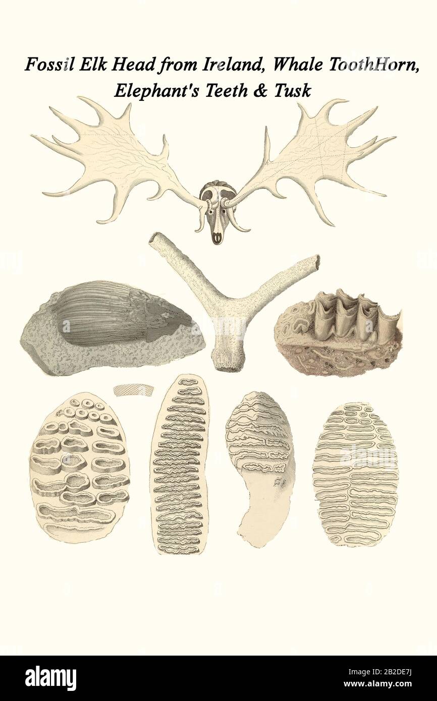 Elephant Fossils Stock Photos & Elephant Fossils Stock Images - Alamy