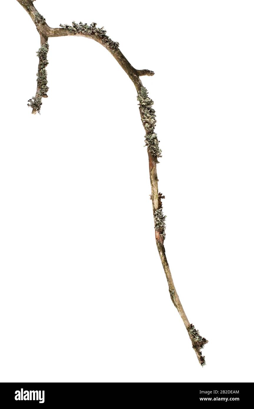 Lichen covered twig on white background. Stock Photo