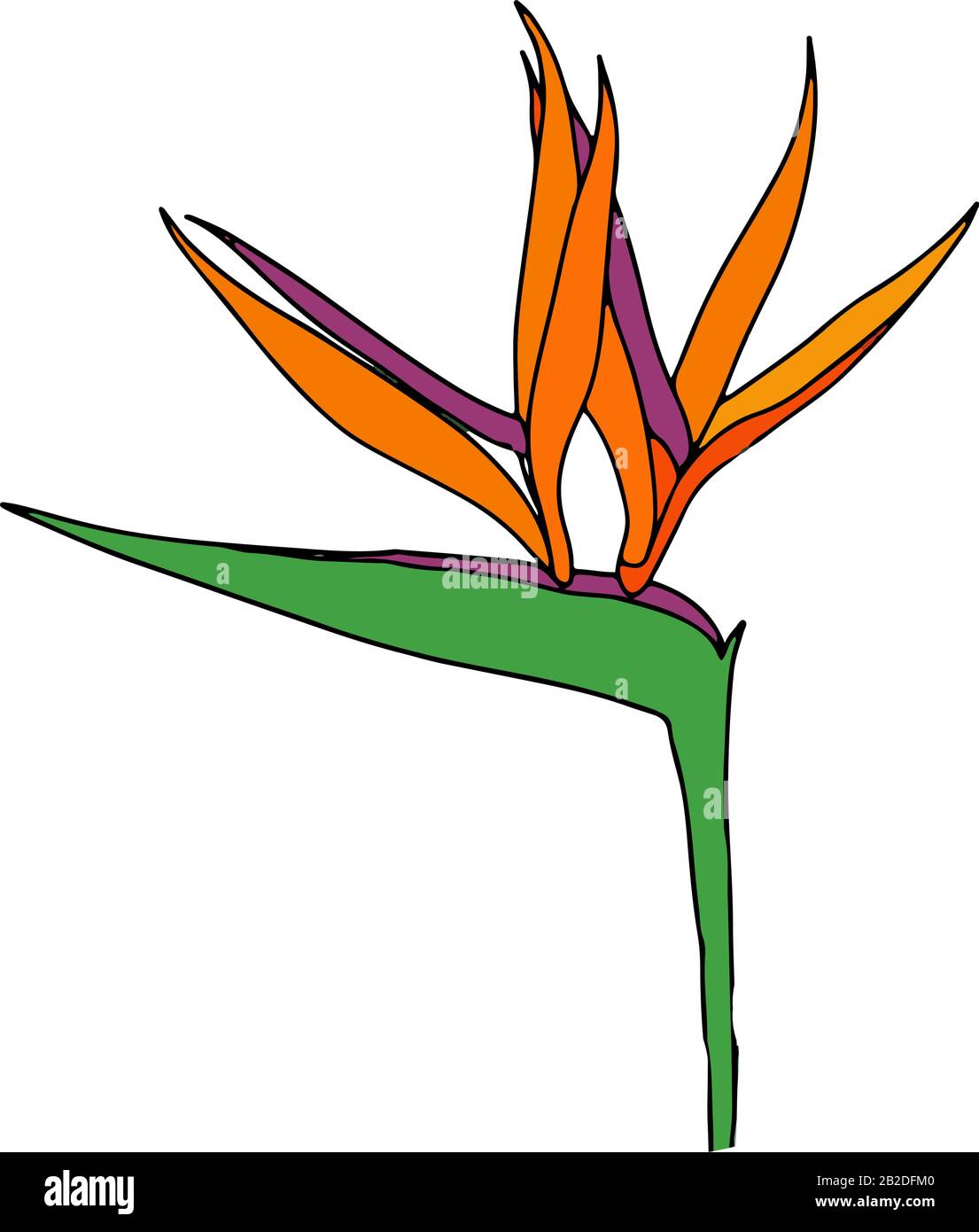 Strelitzia reginae tropical south africa flower isolated. Vector illustration.bloom bouquet design.Plant known as crane flower, bird of paradise. Stock Vector