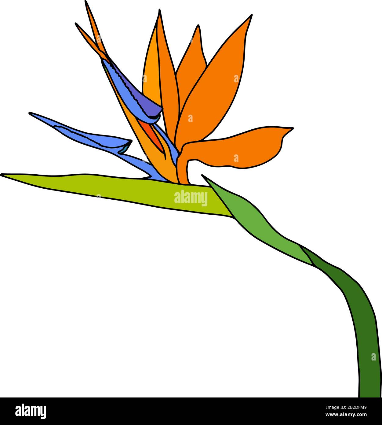 Strelitzia reginae tropical south africa flower isolated. Vector illustration.bloom bouquet design.Plant known as crane flower, bird of paradise. Stock Vector