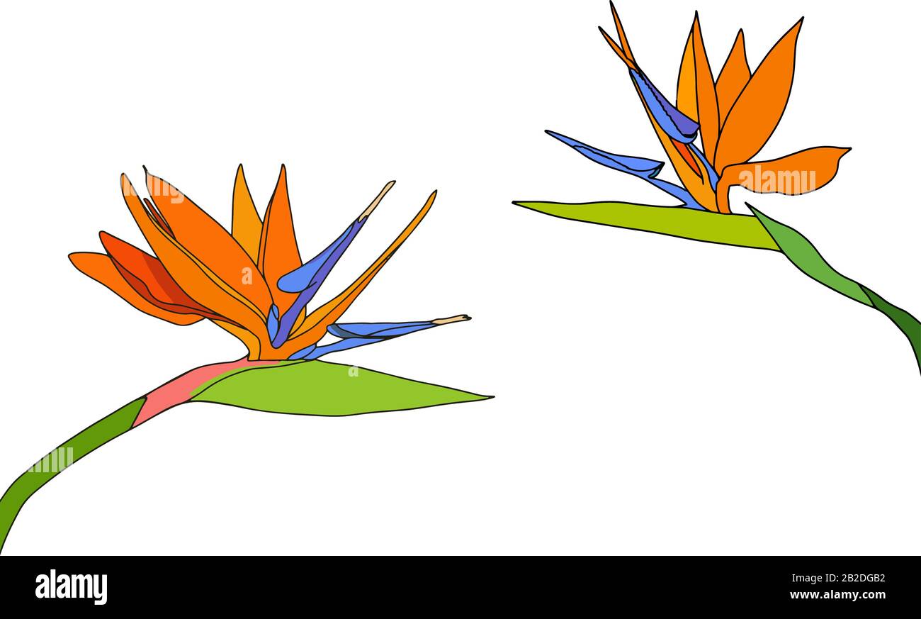 Set strelitzia reginae tropical south africa flowers isolated on white background. vector illustration. bird of paradise. Stock Vector