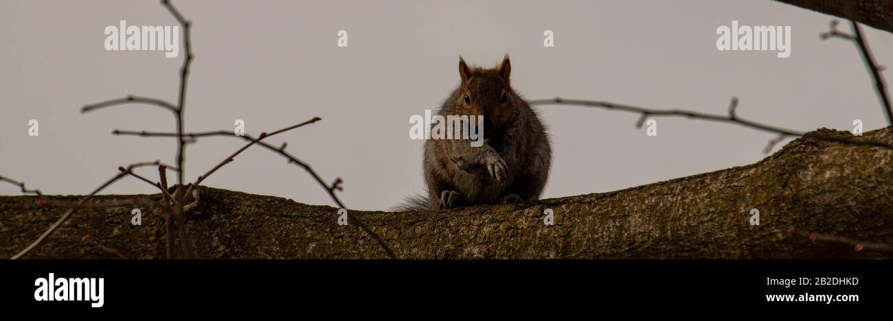 curious red squirrel siting on tree Stock Photo