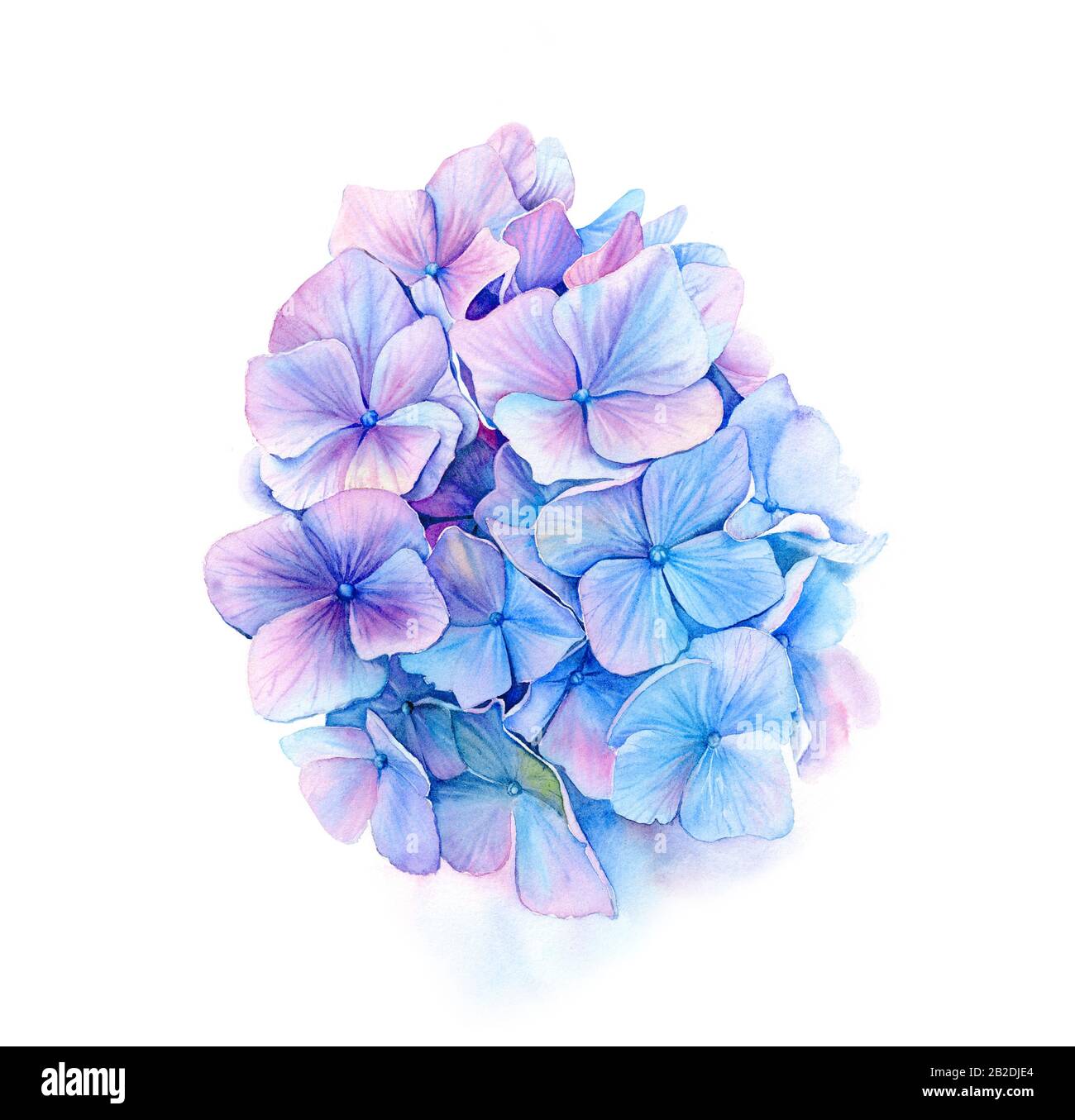 Watercolor blue hydrangea. Big detailed hortensia flowers. Vibrant turquoise and violet color. Hand drawn floral illustration for wedding design Stock Photo