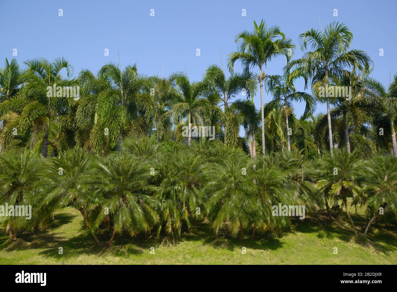 Palm tree branch palms trees hi-res stock photography and images - Alamy