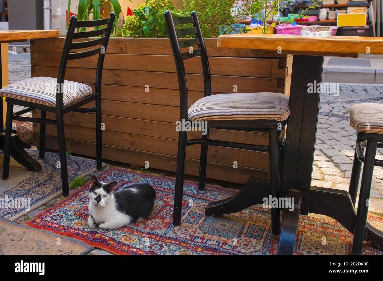 One of Istanbul's numerous street cats sits outside a cafe in the Uskudar district on the Asian side of the city Stock Photo