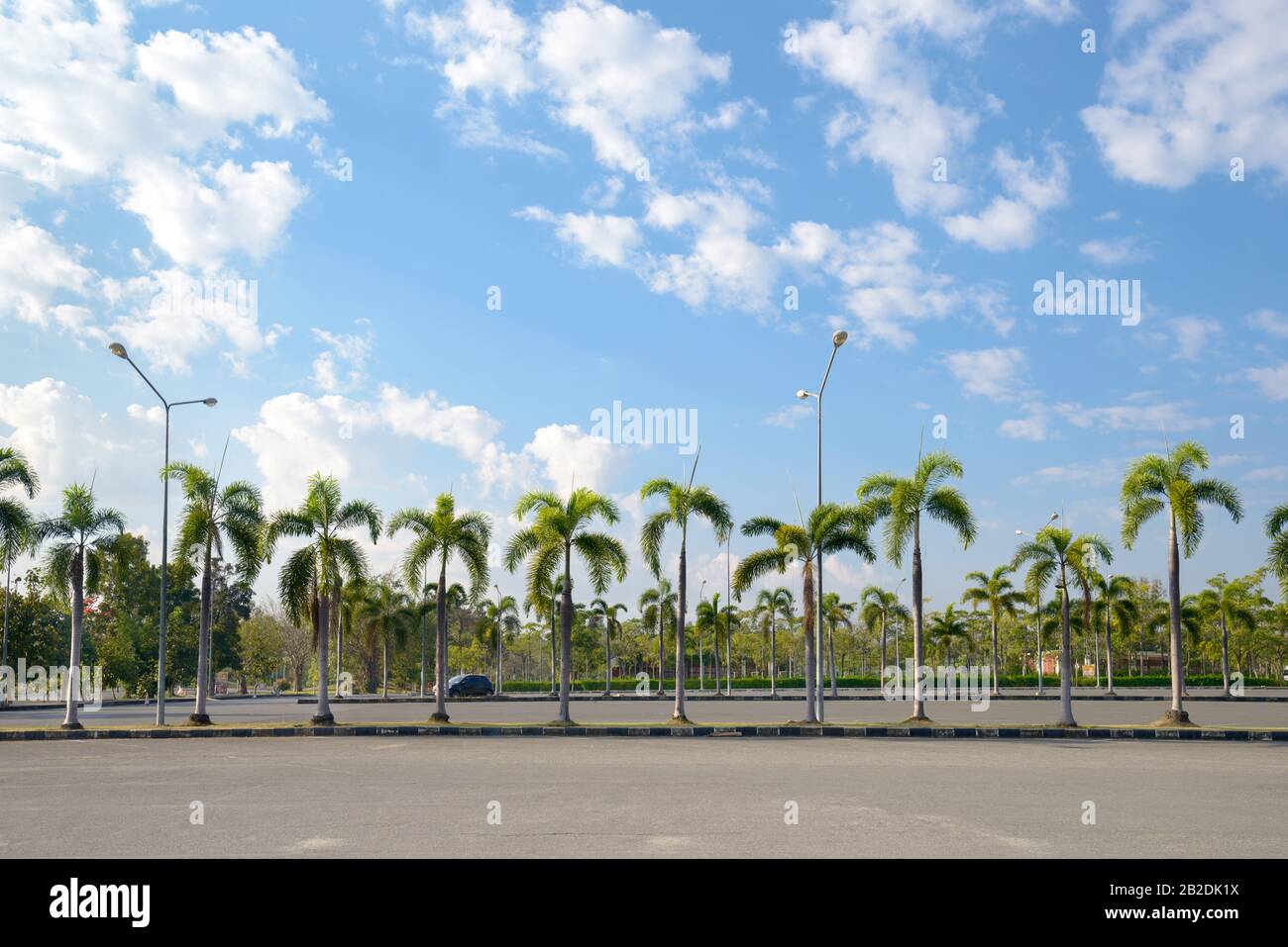 Palm alley way hi-res stock photography and images - Alamy