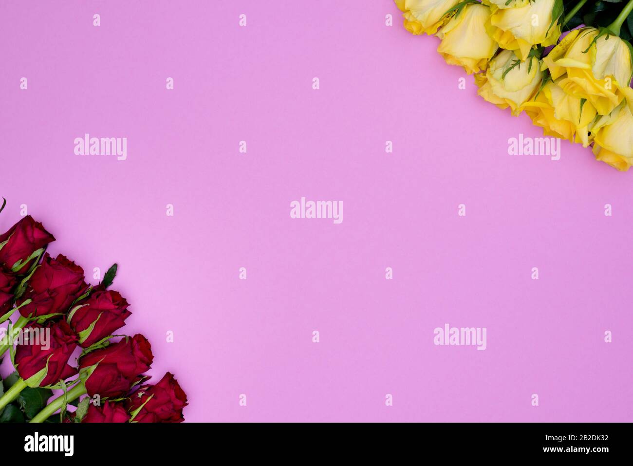 Cute Pink background with diagonal corners from red roses and yellow roses. With large copy space ready for design, banners, blanks and posters. Stock Photo