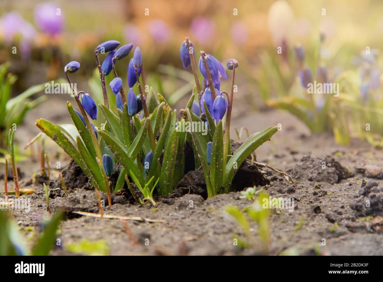A group of young bluebell flowers sprouting on a flowerbed in the background of a warm spring sun with copyspace Stock Photo