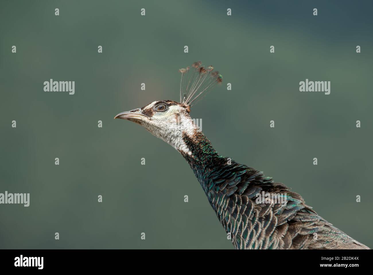 Female peacock head, detailed photo close up with beautiful bokeh. Stock Photo