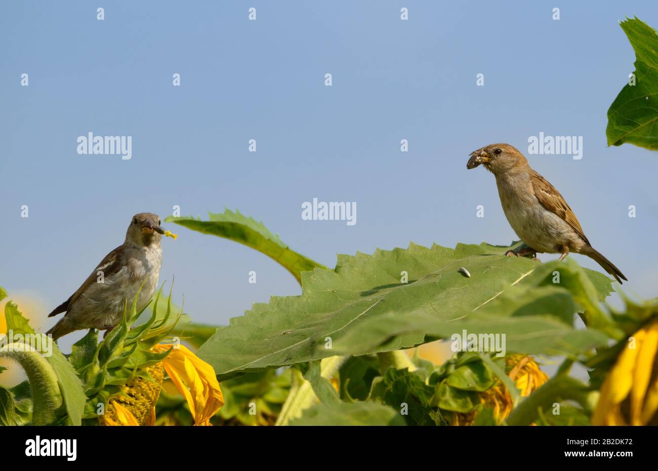 Two beautiful small birds ( house sparrows ) eat bugs and seeds perched