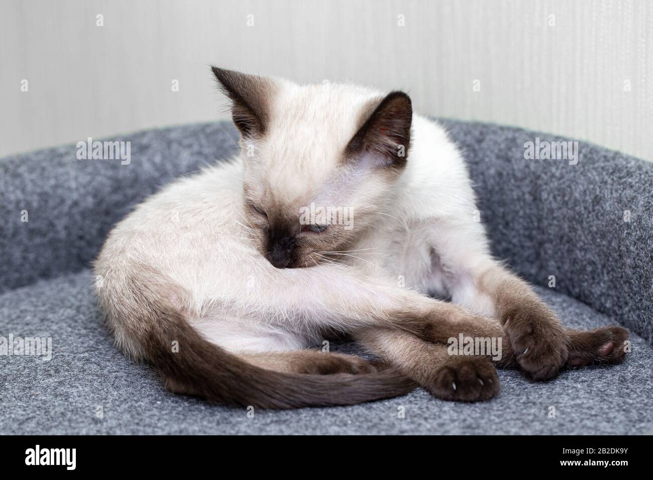 A little white Thai kitten licks his side Stock Photo