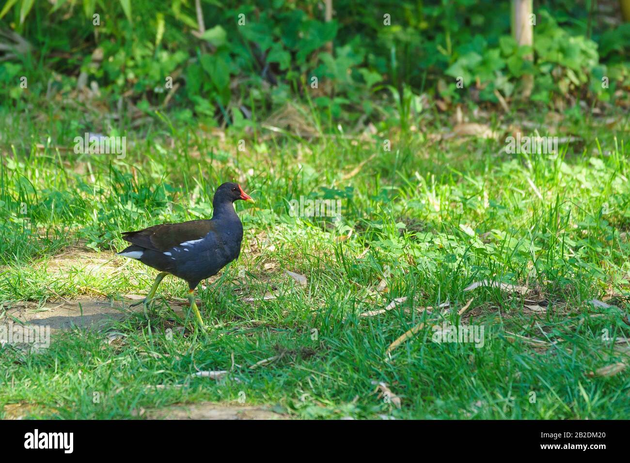 Size of a hen hi-res stock photography and images - Alamy